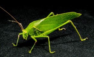 green grasshopper on a black surface