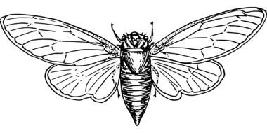 drawing of the Insect with Wings