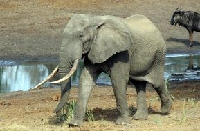 elephant in wilderness