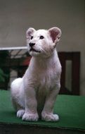 White young Lion