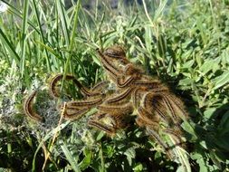 Track Pests Insect