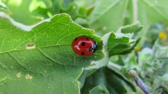 red ladybug under a green burdock