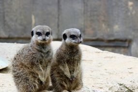 Pair of the meerkats