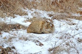 red cat in the snow