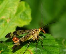 Mecoptera on the leaf