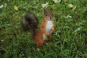 beautiful and cute Squirrel Animal