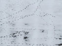 footprints of birds on the snow