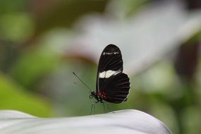 filigree butterfly with closed wings