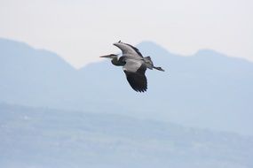 egret in Flight at Mountain landscape