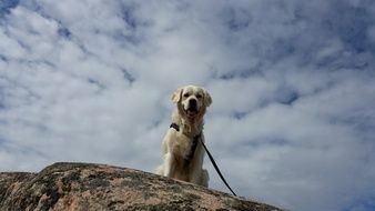 labrador retriever dog sits on stone at sky