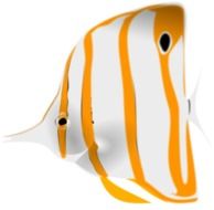 clipart of White and Orange fish