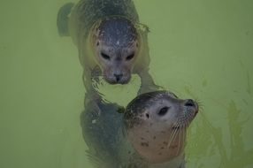 two seals in the pool