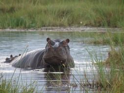 splendid Hippopotamus