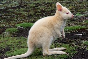 little kangaroo in australia