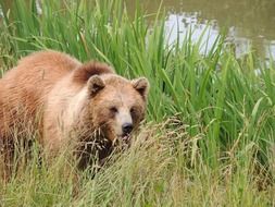 brown bear in the marsh grass