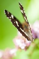 muddy photo of a brown butterfly on a flower