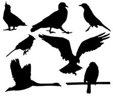 black silhouettes of birds of different species