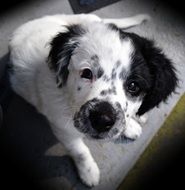 black and white frisian stabij puppy