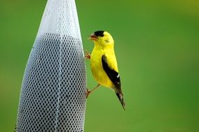 yellow Golden Finch Bird feeding