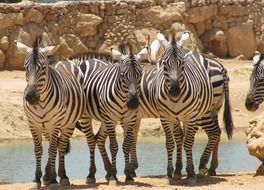 splendid Zebra Front Animal