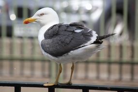 perched white and grey seagull close-up on a blurred background