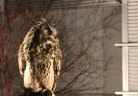 owl with a worried look