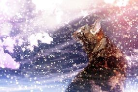 picture of a domestic cat with photoshop