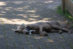 gray dog ​​sleeping on the road