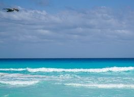 grey bird in flight above ocean, Mexico, Cancun