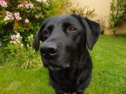 black Labrador Retriever closeup