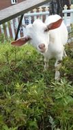 Animal White Goat