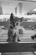 baby cat on the wooden table in black and white