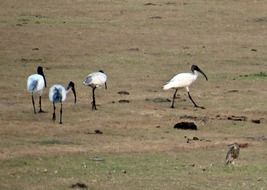 foraging white ibis in the nature of india