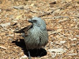 grey Apostlebird wildlife portrait