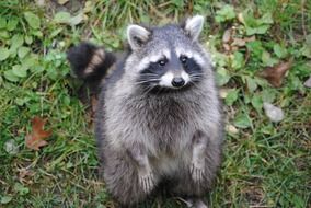 raccoon on the edge of the forest