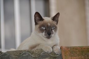 graceful domestic cat lying outdoor