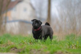 black thoroughbred dog in a green meadow