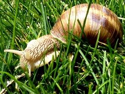 wonderful Snail in the green grass