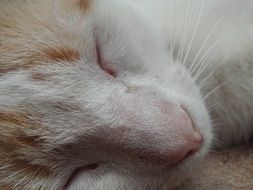 portrait of a sleeping cat