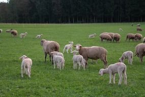 flock of sheep with lambs on a green pasture