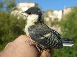 chick on the hand