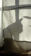 cat silhouette on the curtain