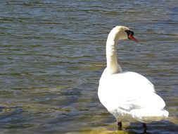 beautiful white swan on the shore of the pond