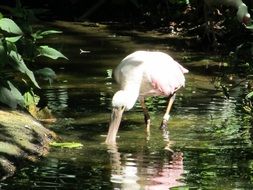 pink spoonbill is a tropical bird