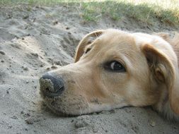 Dog lying on a sand