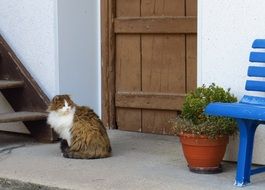 fluffy homeless cat outdoor