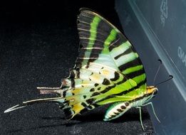 green butterfly with black stripes