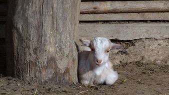 young white Goat lays on ground at fence