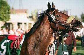 Thoroughbred Racehorse