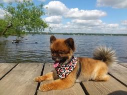 cute fluffy dwarf spitz